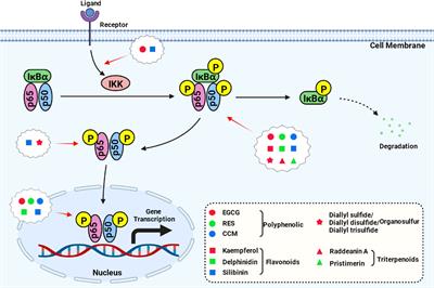 Inhibition and potential treatment of colorectal cancer by natural compounds via various signaling pathways